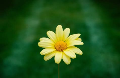 小雛菊 花語|雛菊花語是什麼？各顏色雛菊花語：天真、純潔、和平 